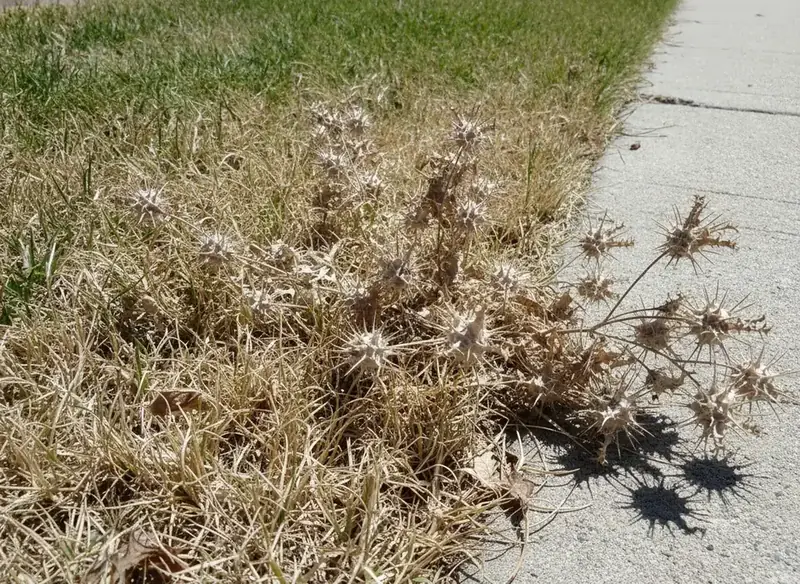 Dry, spiky weeds spreading into thin grass along a sidewalk